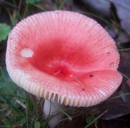 Pink Mushroom in Tennessee