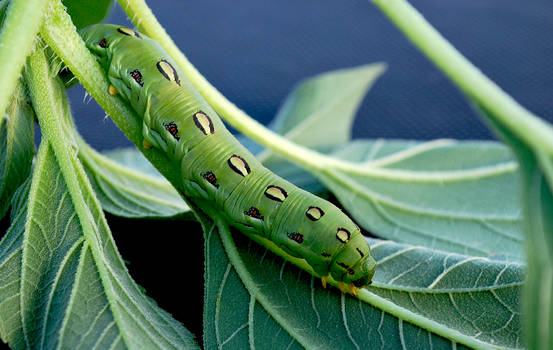 White-lined Sphinx Moth Cat