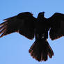 Original Crow