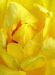 Yellow petals by shatinn