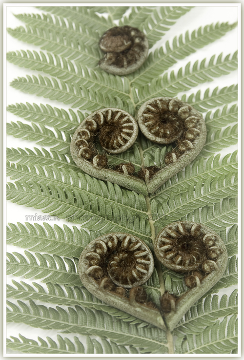 Fern hearts