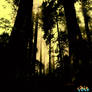 forest 2