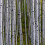 Aspen Grove 4