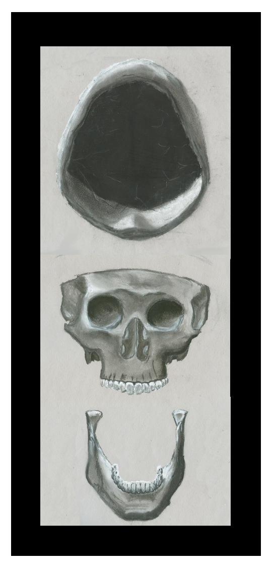 Exploded Skull by InsanePenguin on DeviantArt