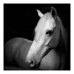 white shy horse by naturalselection