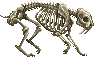 Skeletal Ailura (Tales of Ostlea)