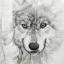 Wolf Sketch