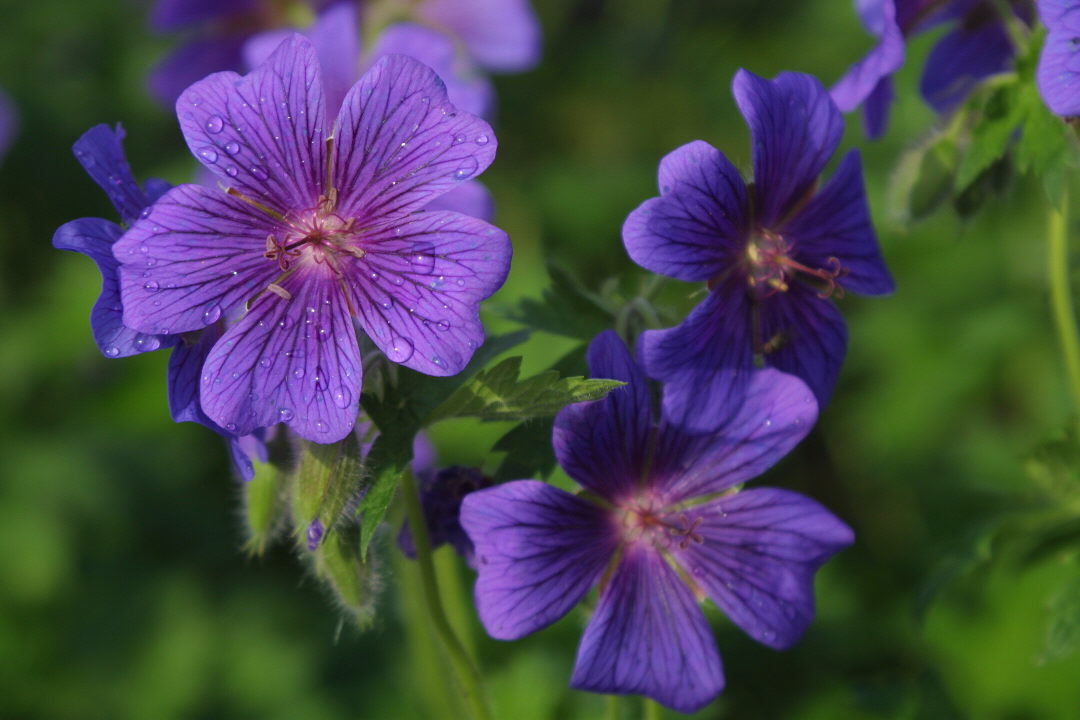 Purple Flower