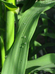 Bamboo and Dew