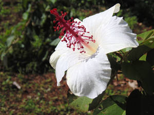White Hibiscus by mayastoso