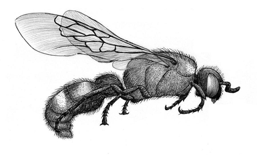 Scolia nobilitata (Scoliid Wasp)