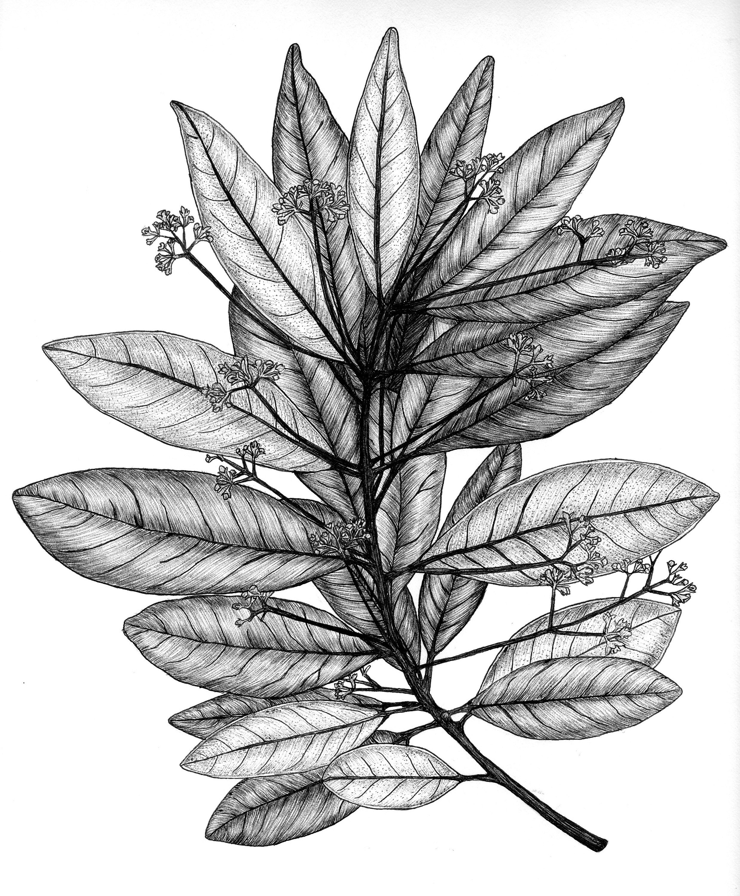 Persea borbonia (Redbay)
