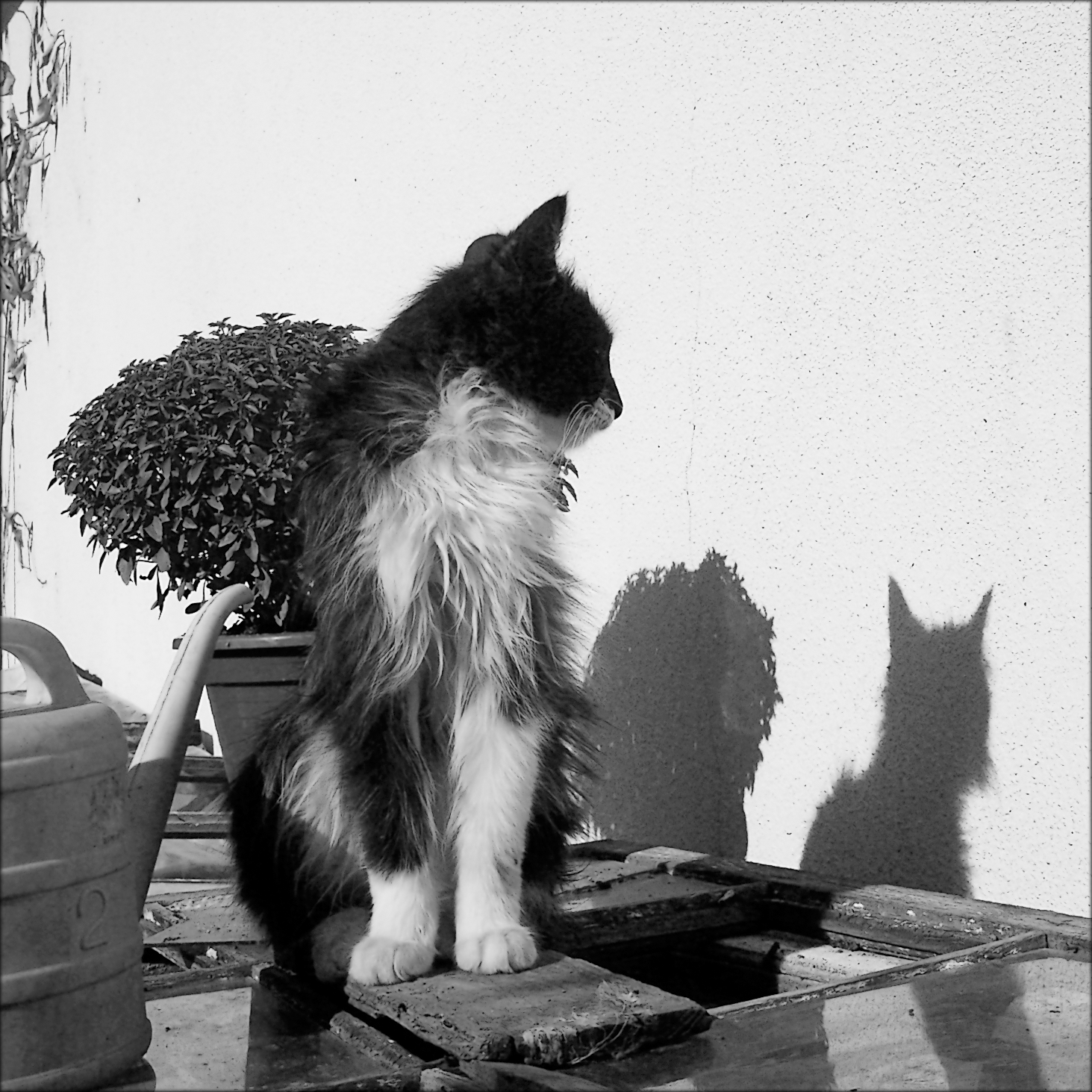 lovely cat and shadow