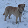 Izzy in the snow