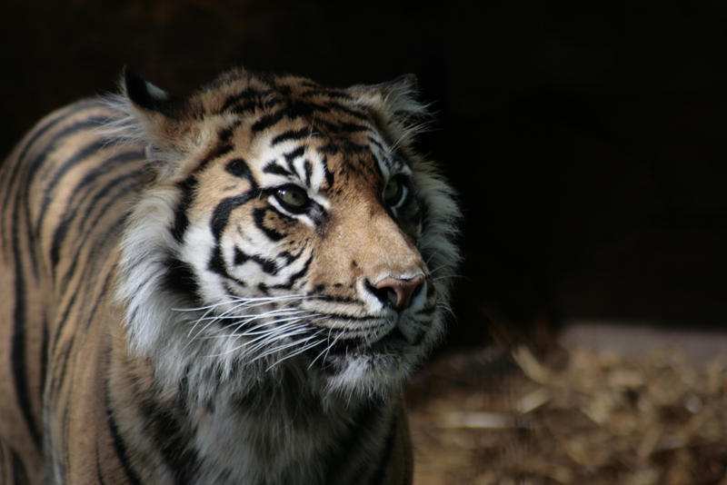 Animals - Tiger 5 by MoonsongStock