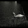 Sleepless Swan