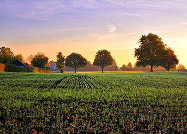 Into The Field