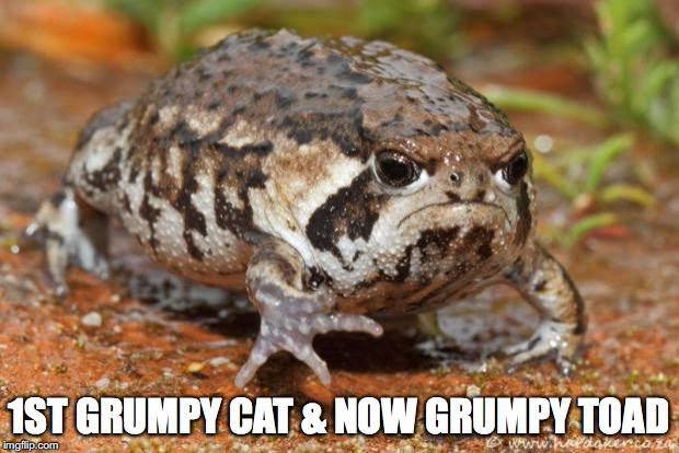 Grumpy Toad by ZackTv321 on DeviantArt