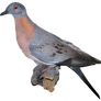 Passenger Pigeon