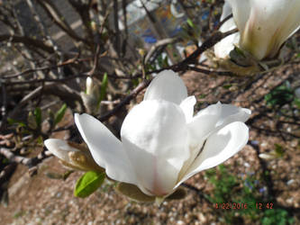 Magnolia