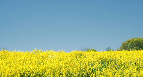 Sky and Field