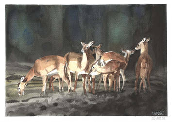 Watercolour Sketch of Antelopes by Ranarh