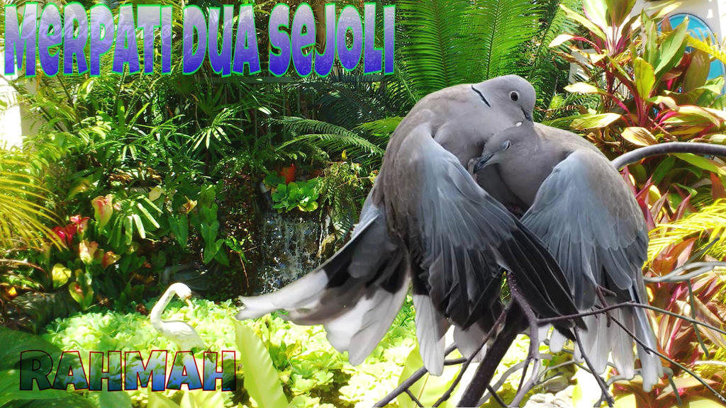Merpati Dua Sejoli By Rahmangusdur On Deviantart