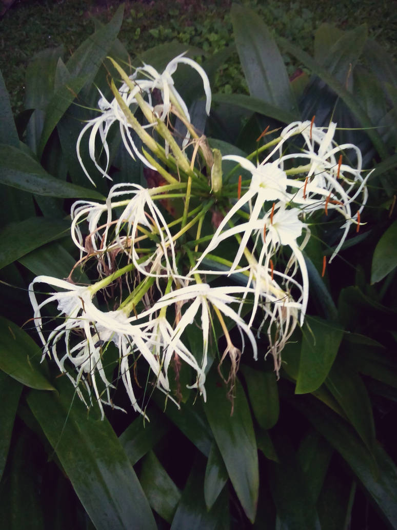 Taman mini RPA by rahmangusdur on DeviantArt