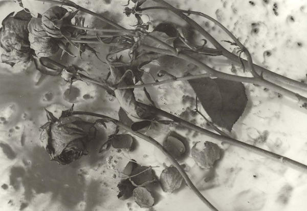 Blood-Splattered Roses by BloOdstAiNed-KuNaI on DeviantArt