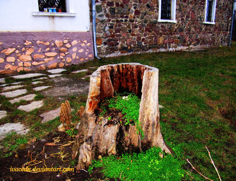 Rotten Log 2 by Aivaseda on DeviantArt