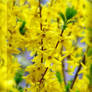 Yellow Spring 2