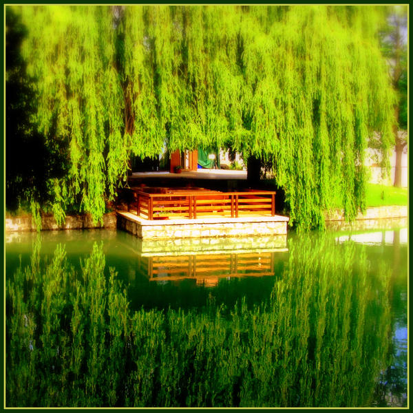 Reflected Willow