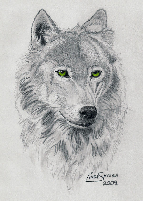 Viridian Wolf