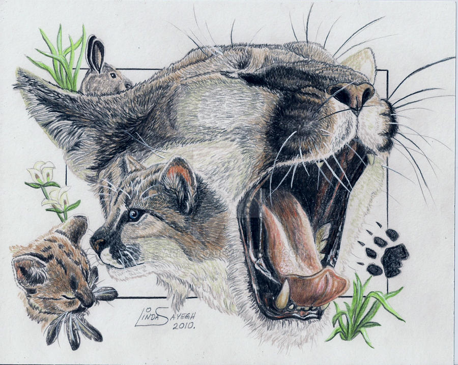 Cougar Portraits by Artsy50 on DeviantArt