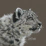 Snow Leopard...