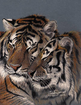 Tiger Love