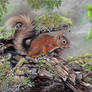 Red Squirrel