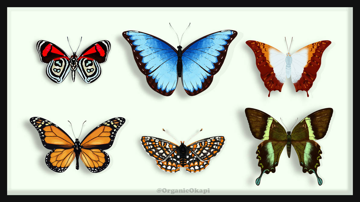 Butterfly Box Wallpaper By OrganicOkapi On DeviantArt