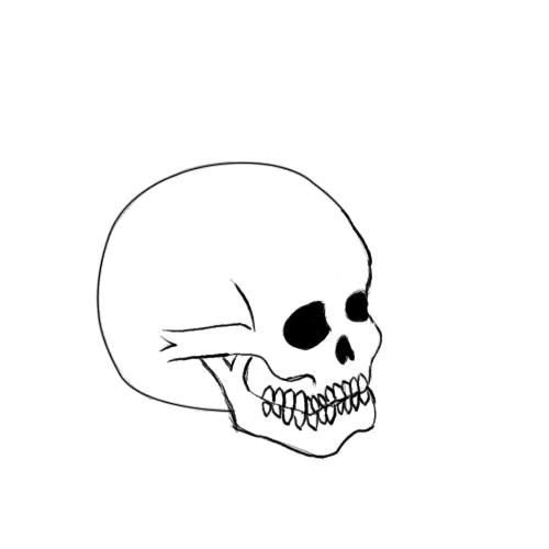 Skull