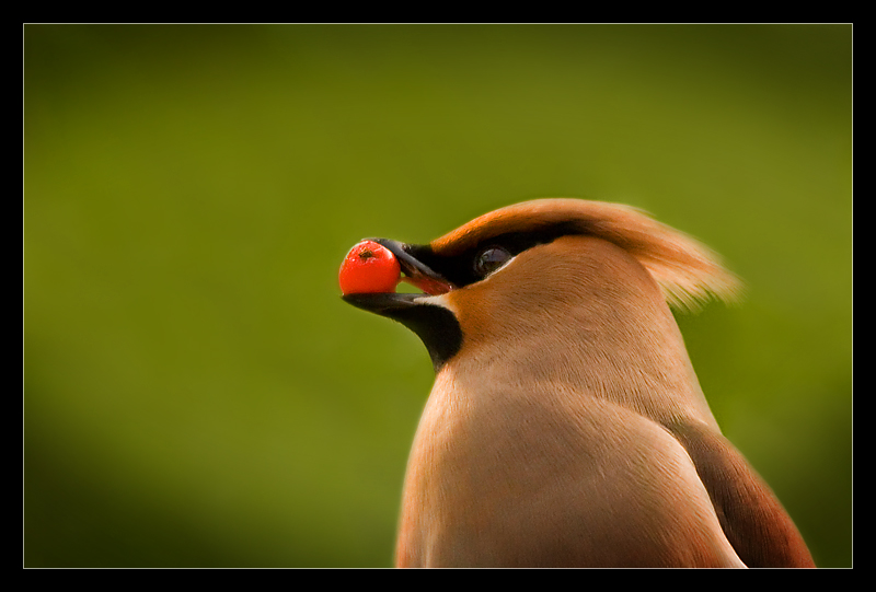 Waxwing Portrait