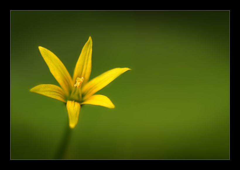 Petals of Gold