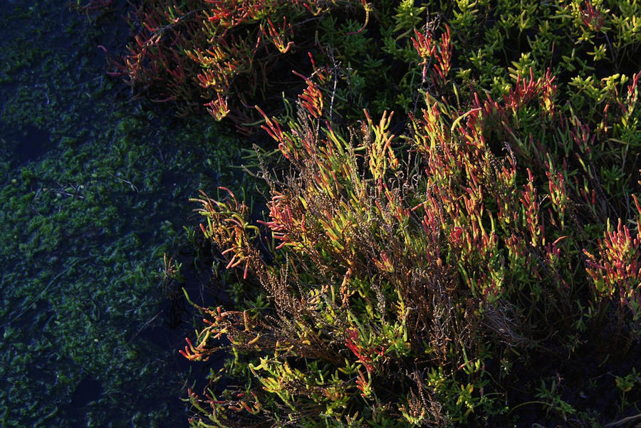 Pickleweed and Sea Lettuce