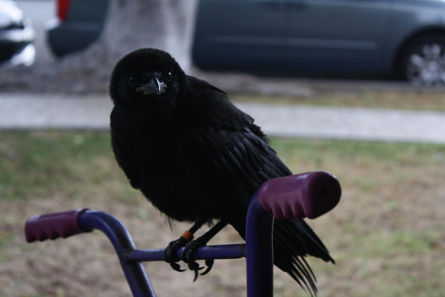 Young crow... by senoritafish on DeviantArt