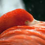 Flamingo Close Up