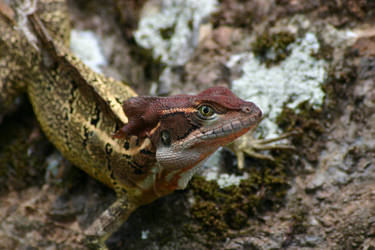 Basiliscus galeritus, Panama 2007