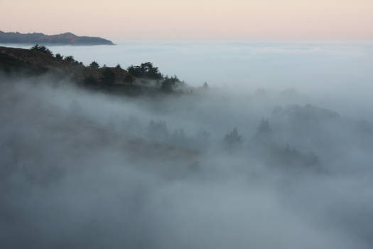 Trees through the fog