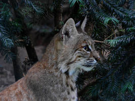 Bobcat Profile