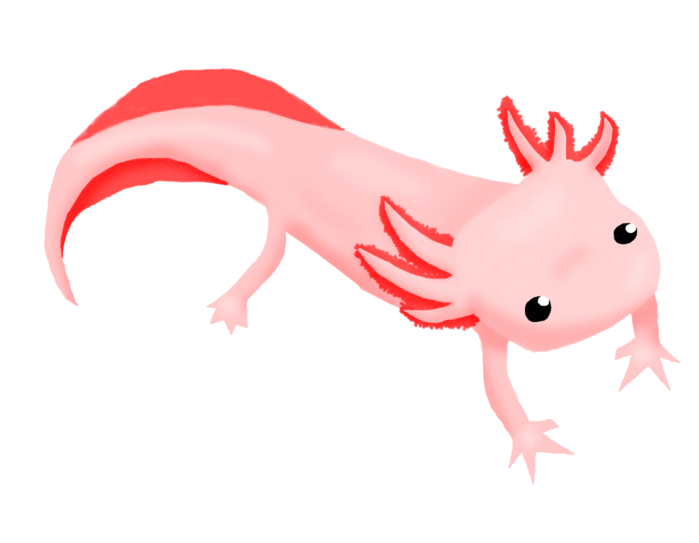 Super Cute Cute Baby Axolotl Cuteanimals Super Cute Cute Baby Axolotl Cuteanimals