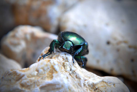 dorbeetle nr 2 found in kroatia