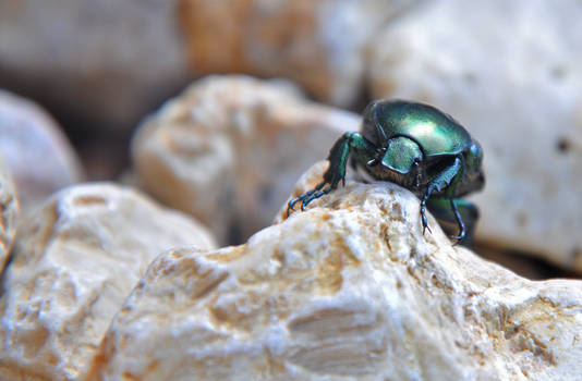 dung beetle